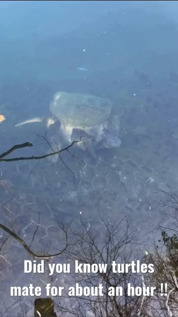 Turtles mating in my fishing spot, close up footage 😱😱 смотреть онлайн