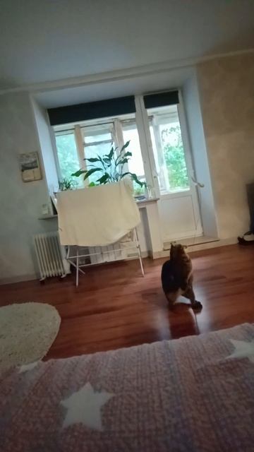 #моякошка #котики #бег #видео #рекомендацииyoutube #ютуб #youtube #youtubeshort #funny #cat #art смотреть онлайн