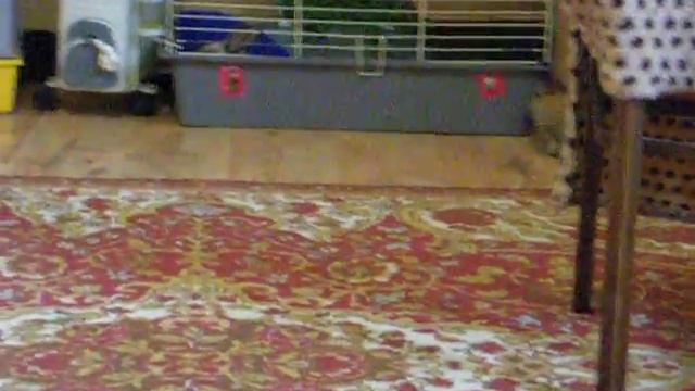 Прогулка крольчат смотреть онлайн