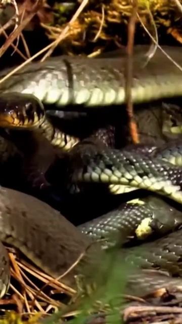 it's Extremely Amazing 😊😊😊😍🥰😍🥰🥰 смотреть онлайн
