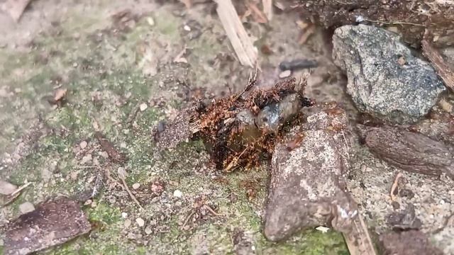pheidole parva смотреть онлайн