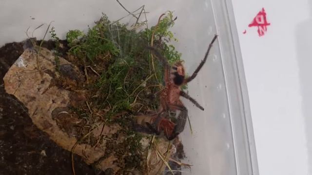 Cyriocosmus perezmilesi breeding смотреть онлайн