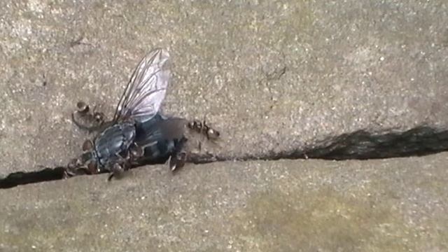 bluebottle for ants 1 смотреть онлайн
