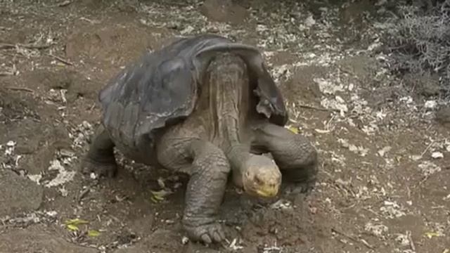 AMAZING WORLD THIS SNAKE KILLS 20,000 PEOPLE DAILY смотреть онлайн