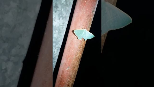 mint green butterfly смотреть онлайн