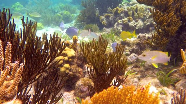 North Side Swim - Little Cayman смотреть онлайн