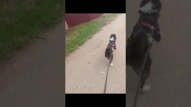 бег с собакой 😍 каникросс