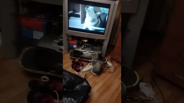 Моя кошка мурка смотрит телевизор смотреть онлайн