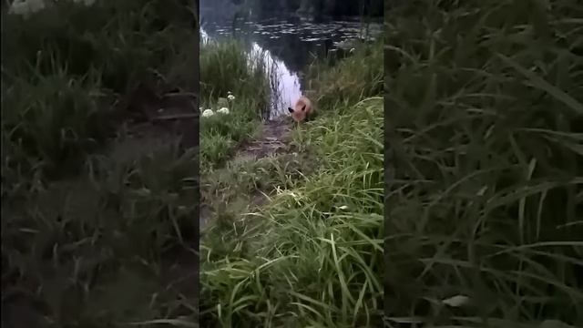 Встретили и прикормили лису. смотреть онлайн