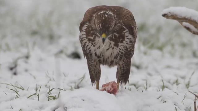 Poiana ( buteo buteo ) смотреть онлайн