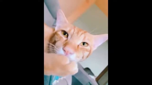 ЛУЧШЕЕ СМЕШНОЕ ПРО КОТОВ №7/ THE BEST MIXED PRO KITS №7 смотреть онлайн