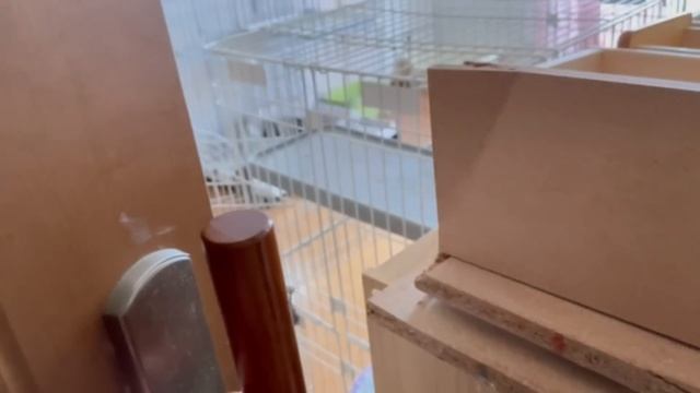 2ヶ月かけて捕獲した警戒心の強い元野良猫を保護して1週間が経ちました смотреть онлайн