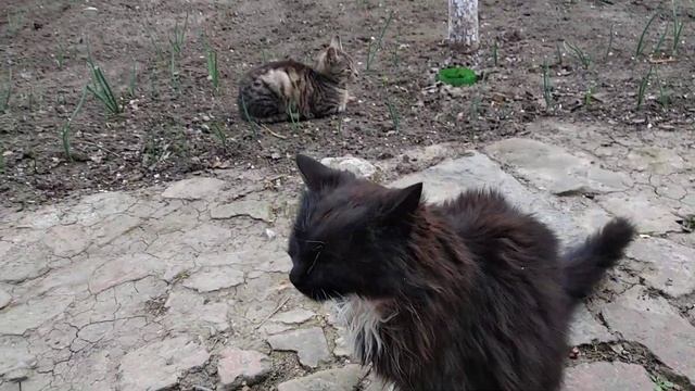 Коты и Кошки. Коты пережившие жару. смотреть онлайн