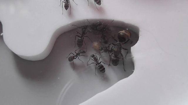 Auriventris смотреть онлайн