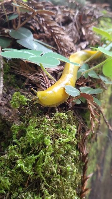 Huge Banana Slug. #nature #adventure смотреть онлайн