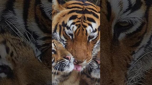 Wild animals and birds collection shorts 😍|wild life animal shorts | #ytshort #wildlife #viral смотреть онлайн