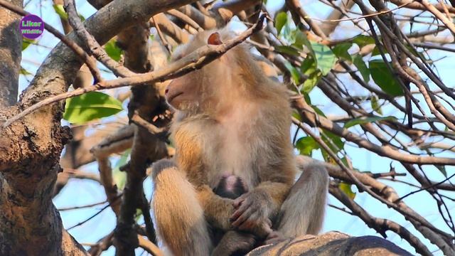 Monkey SASHA really fear everything around her she tries to hug the baby and eat food run quickly смотреть онлайн