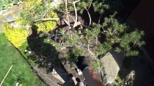 2 ЧАСТЬ. Секреты формировки ниваки из сосны горной, формировка стрижка сосны уход за сосной