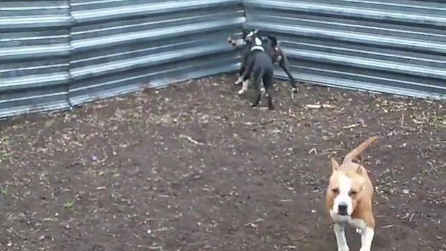 100 4839 смотреть онлайн