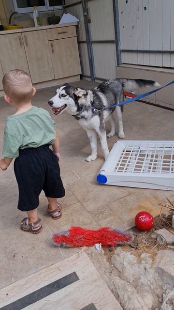 huskies love kids хаски любит детей אסקי אוהב ילדים смотреть онлайн