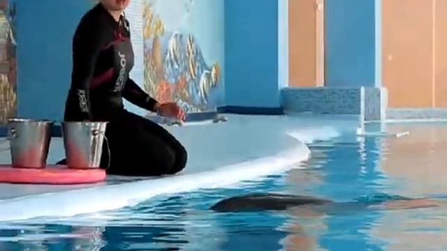 Дельфины из Хмельника в Трускавце смотреть онлайн