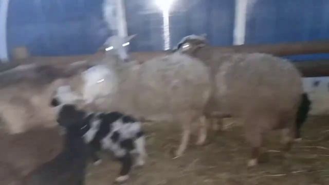 Дневник крестьянки.Руно с барана сняли/жизнь в деревне. смотреть онлайн