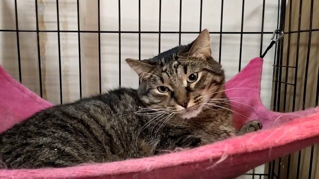 Василиск смотреть онлайн