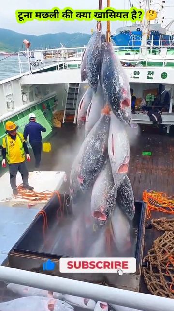 What is the specialty of tuna fish? 🤔 #shorts #ytshorts смотреть онлайн