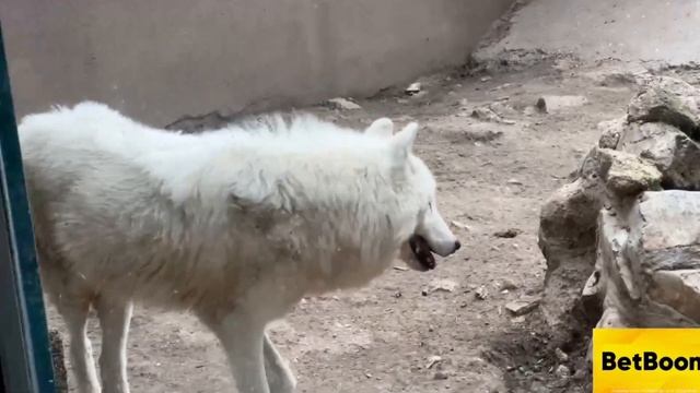 ДАНИЛУ ГОРИЛЛУ СЪЕЛА ШИМПАНЗЕ l ХАЗЯЕВА В ЗООПАРКЕ СЕРБИИ l ПРОГУЛКА ПО ЗООПАРКУ смотреть онлайн