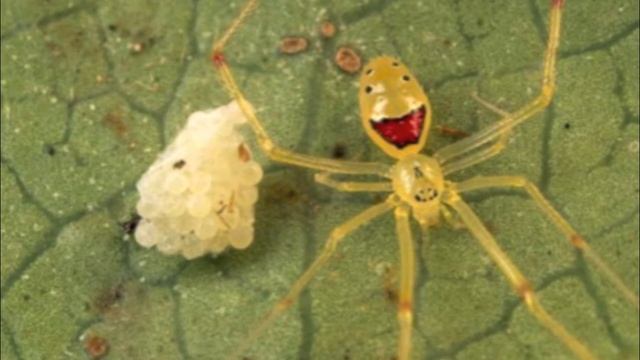 The Happy Spider смотреть онлайн