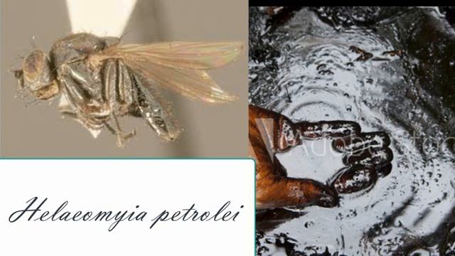 Entomologia-Episodio 2: I segreti del successo evolutivo degli insetti смотреть онлайн
