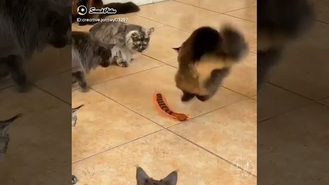 Cat's Vs Giant Scolopendra 😲😲 #short смотреть онлайн
