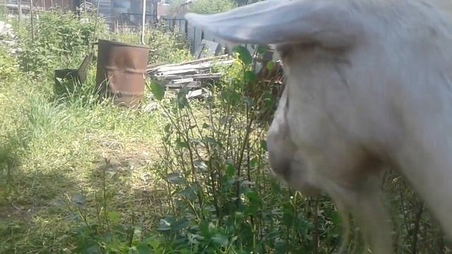 Мой первый опыт с козами. смотреть онлайн