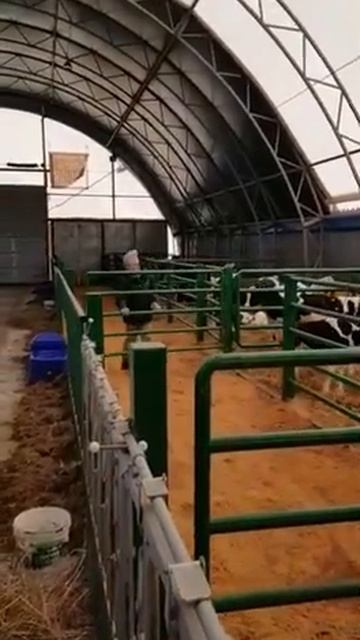 Телятник с групповым содержанием телят смотреть онлайн