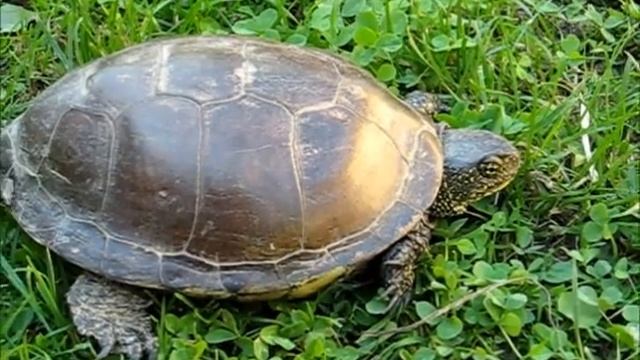 Костенурка смотреть онлайн