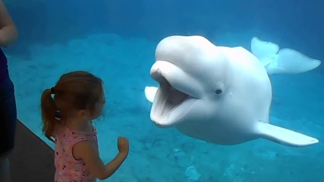 Funny Beluga Whale And Little Girl смотреть онлайн