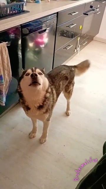 Как Хаски 🐶 Разговаривает 😸 Funny Dog 🐕 #shorts #dog #собака смотреть онлайн