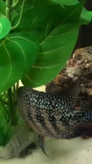 Red Texas cichlid #shorts смотреть онлайн