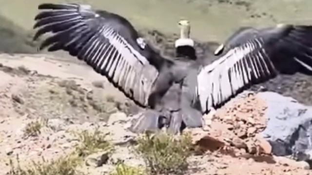 Вот оно свобода и расправил крылья смотреть онлайн