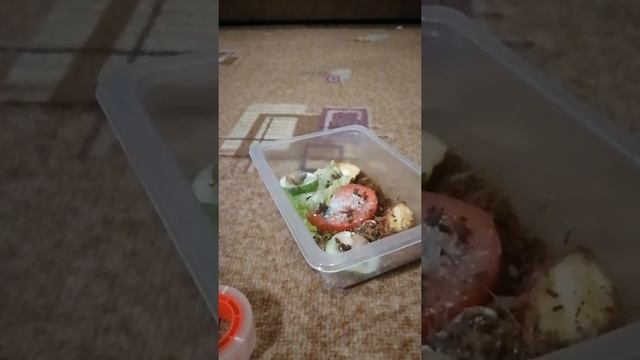 улитки ахатины /Я ЗАВЕЛА УЛИТКУ? [ДА VS НЕТ] смотреть онлайн