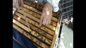 Клещ Варруа | Как правильно и какие полоски ставить в улей | 122. 00