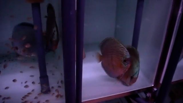successful discus breeding part 3 смотреть онлайн