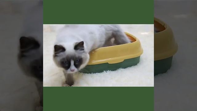 Best Dropship Product Buy From China Taobao 1688 Dropshipping Agent смотреть онлайн