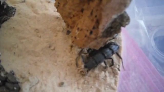 Androctonus bicolor feeding 1 смотреть онлайн