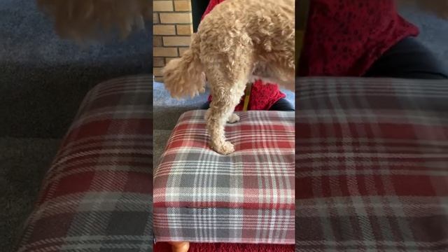 Mucki Mutz Dog Wear Measuring Guide June 2020 смотреть онлайн