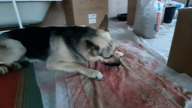 Пес Дарик и свиная нога смотреть онлайн