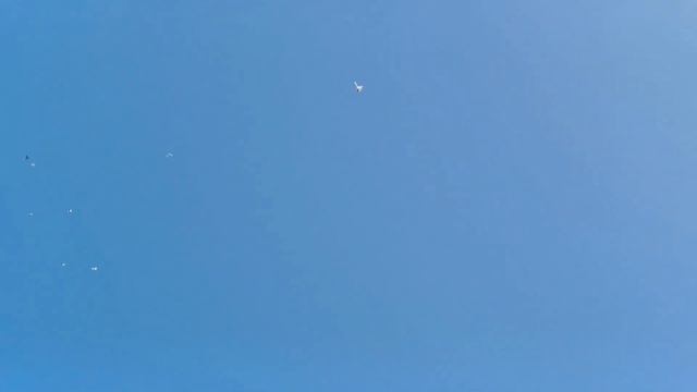 #pegions Тренировка бакинских бойных голубей 29.07.2023г. смотреть онлайн