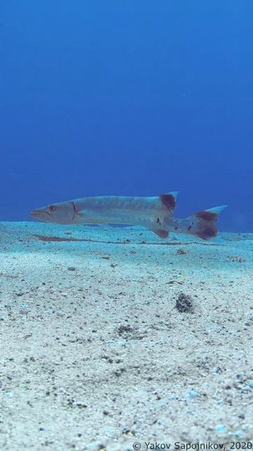 Disabled Fish - Injured Barracuda - Red Sea #Shorts смотреть онлайн