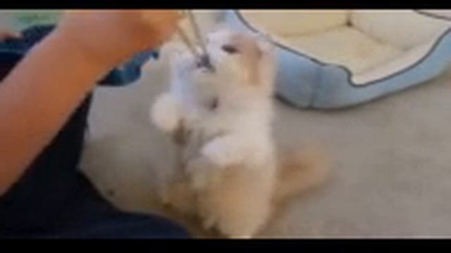 Кот на лапках жрет суши смотреть онлайн