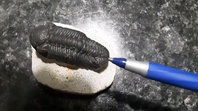 Trilobites MAY/29/21 смотреть онлайн